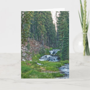 A Buck Rests at a Cascading River Card