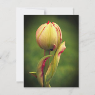 A budding tulip postcard