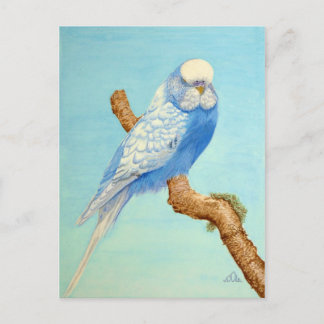 A Budgie perched on a branch Postcard
