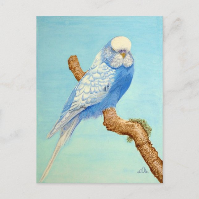 A Budgie perched on a branch Postcard (Front)