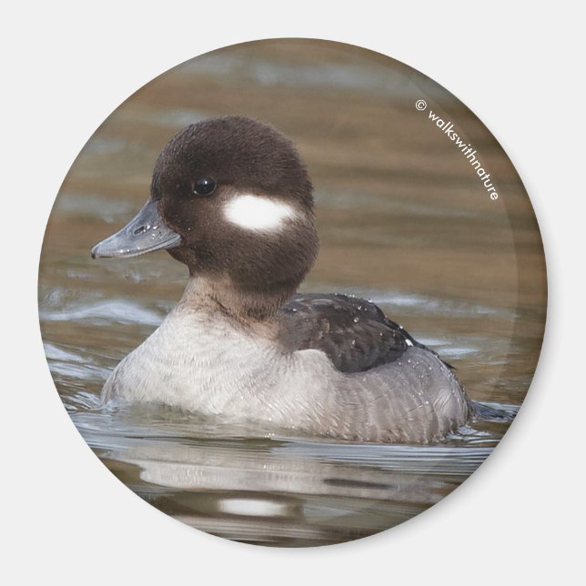 A Bufflehead Duck Swims By Magnet (Front)