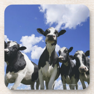 A bugs eye view of four young calves coaster