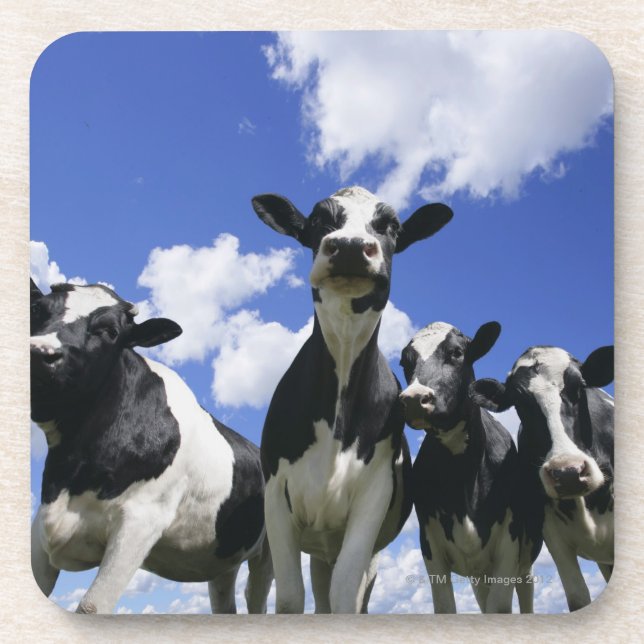 A bugs eye view of four young calves coaster (Front)