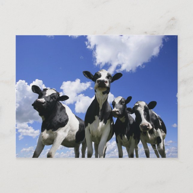 A bugs eye view of four young calves postcard (Front)