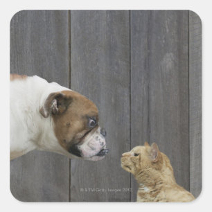A Bulldog and a cat are face-to-face in a stand Square Sticker