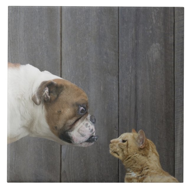 A Bulldog and a cat are face-to-face in a stand Tile (Front)