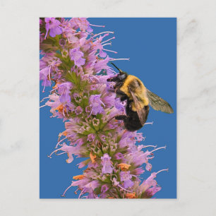 A bumble bee and Anise Hyssop Postcard