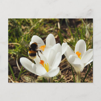 A bumblebee flying to a crocus flower postcard