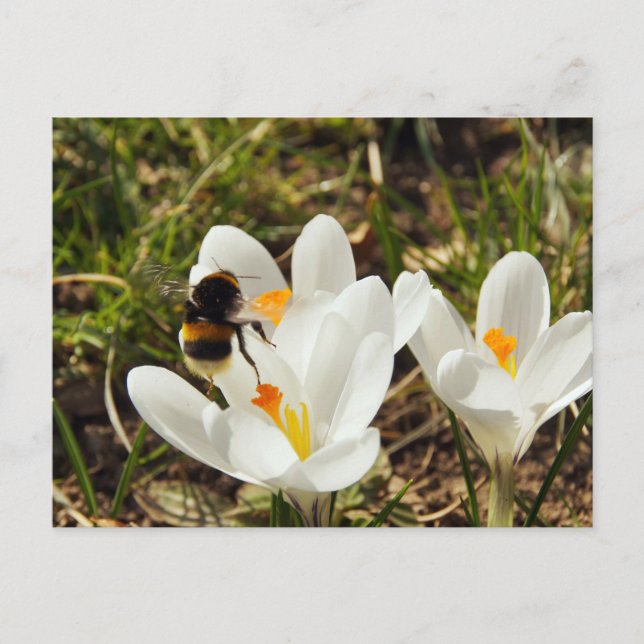 A bumblebee flying to a crocus flower postcard (Front)