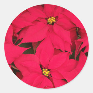 A bunch of Brightly Coloured Christmas Poinsettias Classic Round Sticker