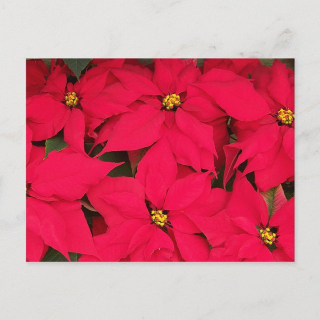 A bunch of Brightly Coloured Christmas Poinsettias Holiday Postcard (Front)
