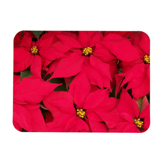 A bunch of Brightly Coloured Christmas Poinsettias Magnet (Horizontal)