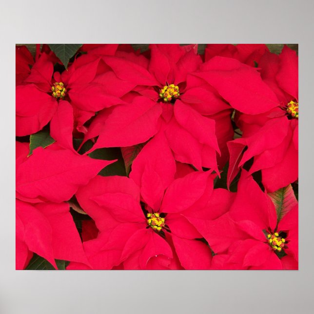 A bunch of Brightly Coloured Christmas Poinsettias Poster (Front)