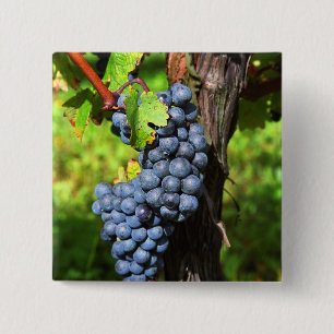 A bunch of grapes ripe merlot on a vine with 15 cm square badge
