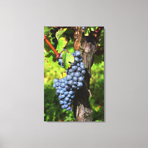 A bunch of grapes ripe merlot on a vine with canvas print