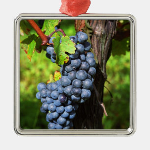 A bunch of grapes ripe merlot on a vine with metal tree decoration