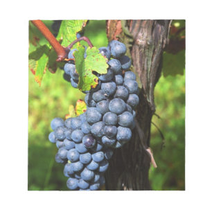 A bunch of grapes ripe merlot on a vine with notepad