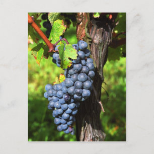 A bunch of grapes ripe merlot on a vine with postcard