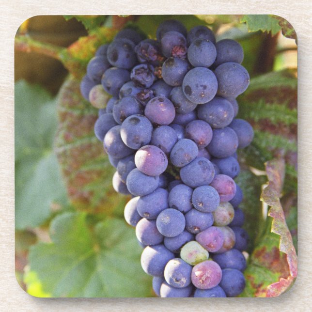 A bunch of Pinot Noir grapes in a Chambertin Coaster (Front)