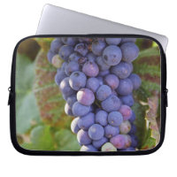 A bunch of Pinot Noir grapes in a Chambertin
