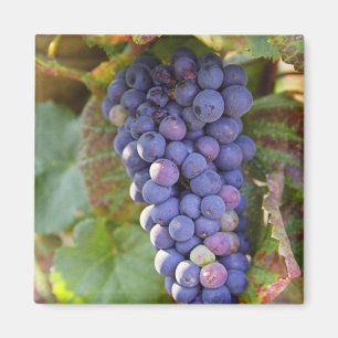A bunch of Pinot Noir grapes in a Chambertin Magnet