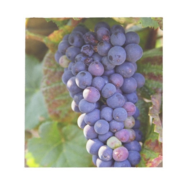 A bunch of Pinot Noir grapes in a Chambertin Notepad (Front)
