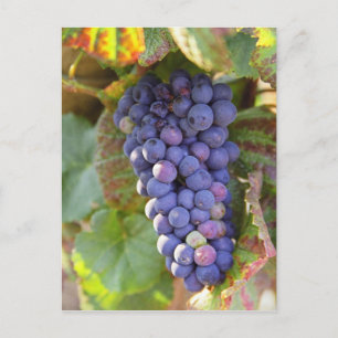 A bunch of Pinot Noir grapes in a Chambertin Postcard