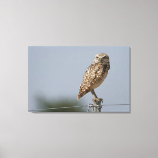 A burrowing owl sitting on a fence post. Taken Canvas Print