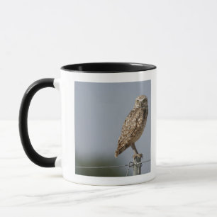 A burrowing owl sitting on a fence post. Taken Mug