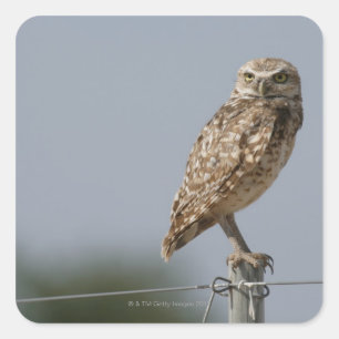 A burrowing owl sitting on a fence post. Taken Square Sticker