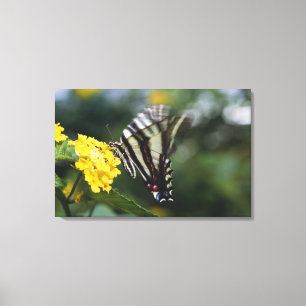 A butterfly, in the family of Swallowtails or Canvas Print