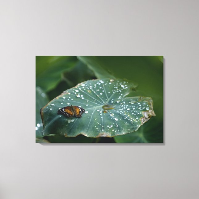 A Butterfly on a leaf with water droplets Canvas Print (Front)