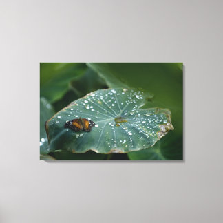 A Butterfly on a leaf with water droplets Canvas Print