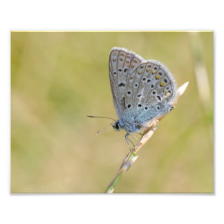 A butterfly photo print