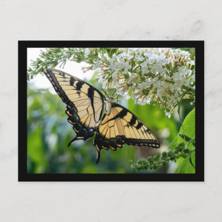 A butterfly with yellow and black wings  postcard