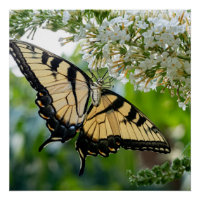A butterfly with yellow and black wings