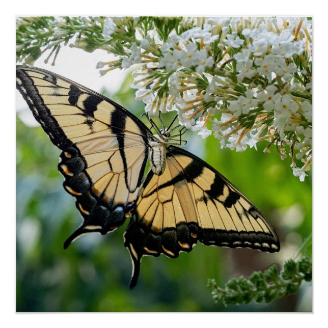 A butterfly with yellow and black wings  poster (Front)