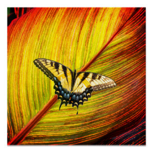 A butterfly with yellow and black wings poster