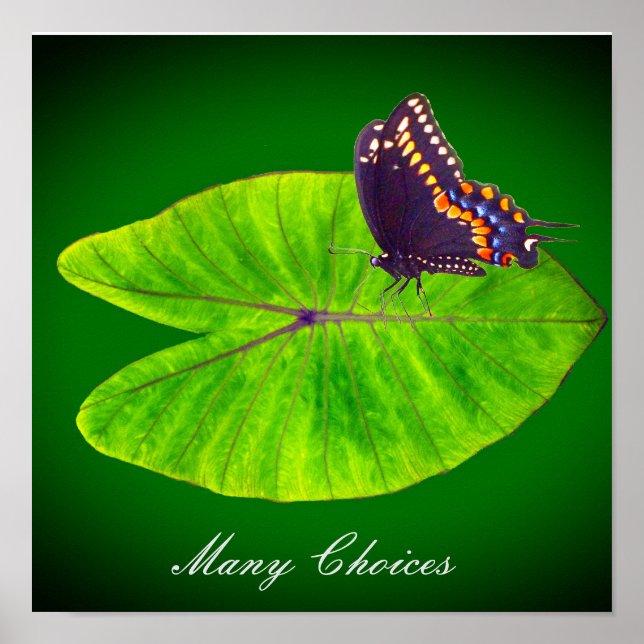 A butterfly's choices poster (Front)