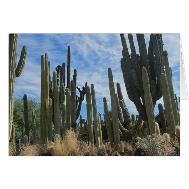 A Cacti Farm In Arizona (Front Horizontal)