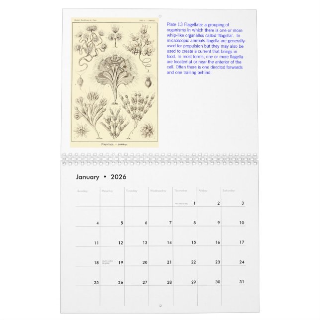 A Calendar from the Drawings of Ernst Haeckel (Jan 2026)