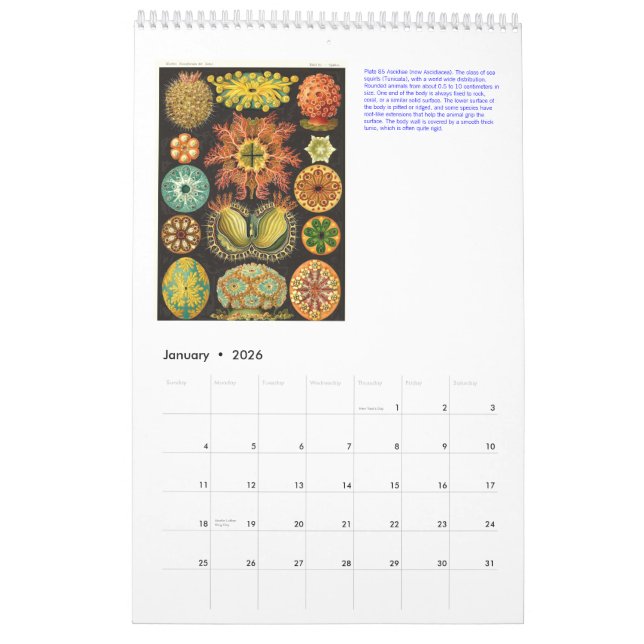 A Calendar from the Drawings of Ernst Haeckel. (Jan 2026)