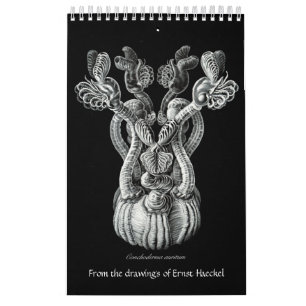 A calendar of Drawings from Ernst Haeckel
