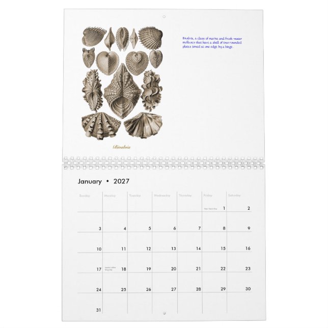 A calendar of shell drawings of Ernst Haeckel (Jan 2027)