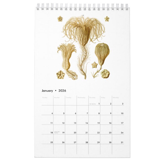 A calendar of some drawings of Ernst Haeckel (Jan 2026)