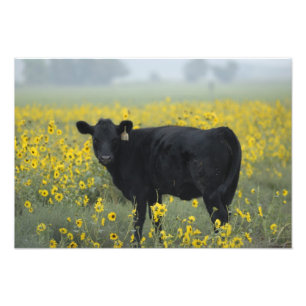 A calf amid the sunflowers of the Nebraska Photo Print