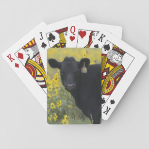 A calf amid the sunflowers of the Nebraska Playing Cards