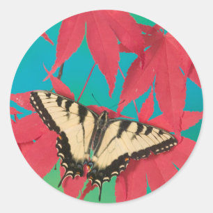 A Canadian Tiger Swallowtail Butterfly Classic Round Sticker