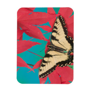 A Canadian Tiger Swallowtail Butterfly Magnet