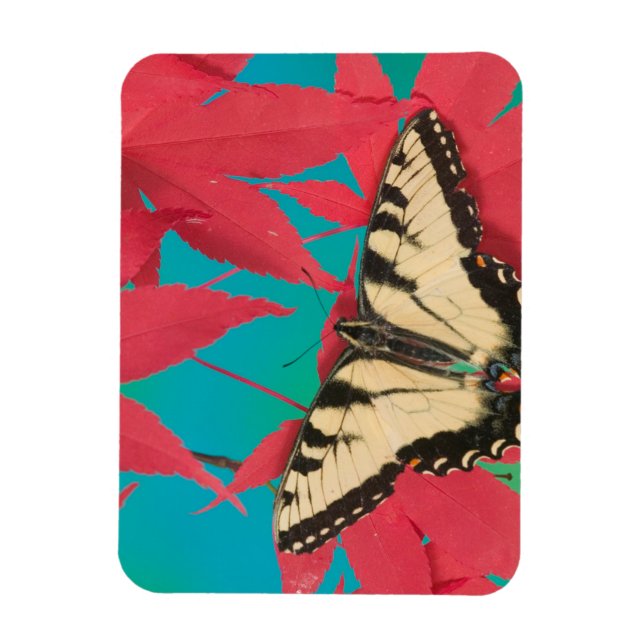 A Canadian Tiger Swallowtail Butterfly Magnet (Vertical)
